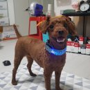 넘버원트리머 이미지