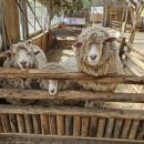 돈구농장 이미지