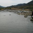 황금향어 이미지