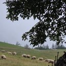 동현목장 이미지