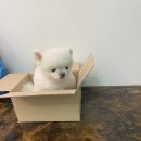 살롱드삐삐 이미지