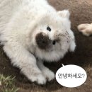 에스짐 이미지