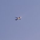 아모르(Amor) 이미지