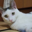 시초헤어 이미지