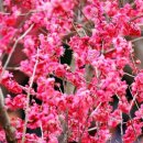 2025 섬 홍매화축제 이미지