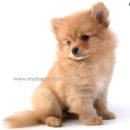 예뿐강아지 이미지