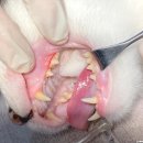 오션동물메디컬센터 네이버블로그