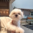 코코스퀘어 애견미용 네이버블로그