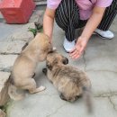 아산호로 이미지