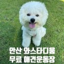 중앙로(단원구청쪽) | [안산 와스타디움 반려견 운동장] 안산 무료 애견 운동장, 위치, 주차 팁