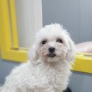 왈왈이발소 이미지