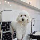 메리몰펫샵 이미지