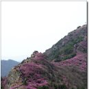 여수,영취산 "진달래천국" 4월5일(일요일) 이미지