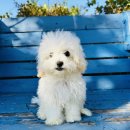 고양정신병원 | 주말에 방문한 따뜻한 보금자리, 고양강아지보호소 진솔 후기