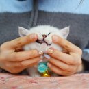 강남 고양이 분양 캣프렌즈 이미지