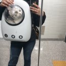 고양이 무마취 미용 고냥이(명지점) | 부산 고양이 무마취미용 명지 고양이무마취미용 :명지캣미용실