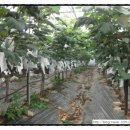 덕우농장 이미지