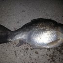 부연낚시터 이미지