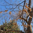 선주리들 이미지