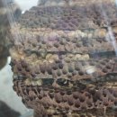 약촌삼계탕 이미지