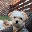 멍돌하우스 이미지