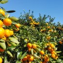 귤림추색 이미지