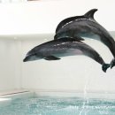 돌고래PC 이미지