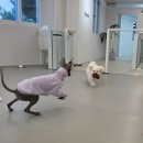 헬로우버디 | 용인 강아지 유치원 후기 헬로우버디 용인죽전점