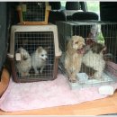 강남25동물병원 이미지