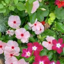 진맥잘보는한의원 이미지