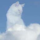 구름위의고양이 이미지