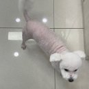 이웃집 동물병원 | 강아지 슬개골 탈구 3기 수술 후 회복과정 [ feat. 백슬동물병원 ]