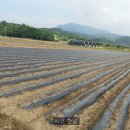 중인농장 이미지