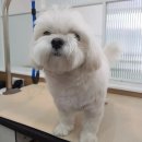 그루밍조이 이미지