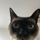 냥카페,루브 | 단원구고양이카페 냥카페루브에 다녀온 후기예요