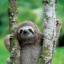 나무늘보 이미지