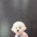 시루 반려견 미용 이미지