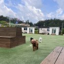 개리비안베이 | 반려견과 태안여행 : 개리비안베이 애견펜션 솔직하고 자세한 후기