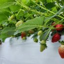 여주-0013 이미지