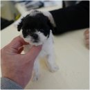 대구강아지분양 홍스퍼피 이미지