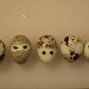 대한메추리 이미지