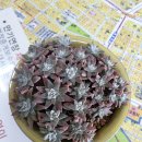 주안공인중개사사무소 이미지