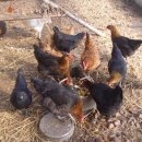 청미농장 이미지