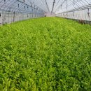 이만식농장 이미지