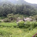 더바람종