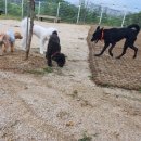 워킹애니멀스쿨 이미지