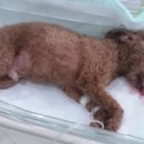 망미동물병원 이미지