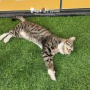 펫마트 홍성점 이미지