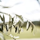 올리브나무 이미지