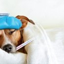 나을동물병원 이미지